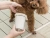 Мойка для лап собак Xiaomi Jordan Judy Pet Foot Washer Brush, White CN